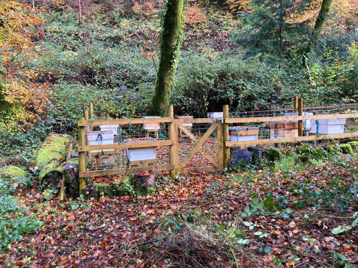 Honey Bee Cabin Llandysul Eksteriør bilde